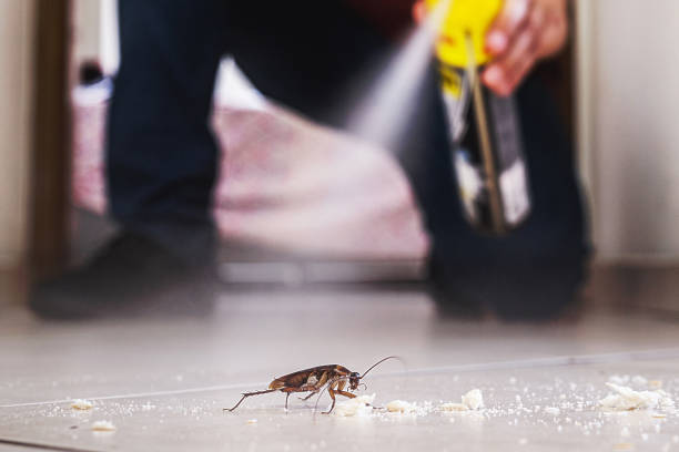 Best Local Pest Control Services  in Spring City, TN