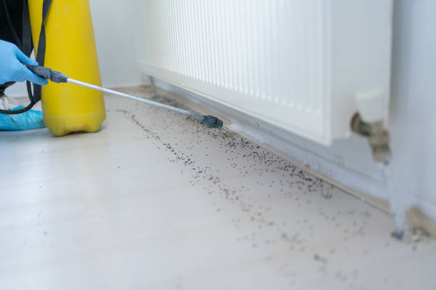 Best Pest Control Treatment  in Spring City, TN